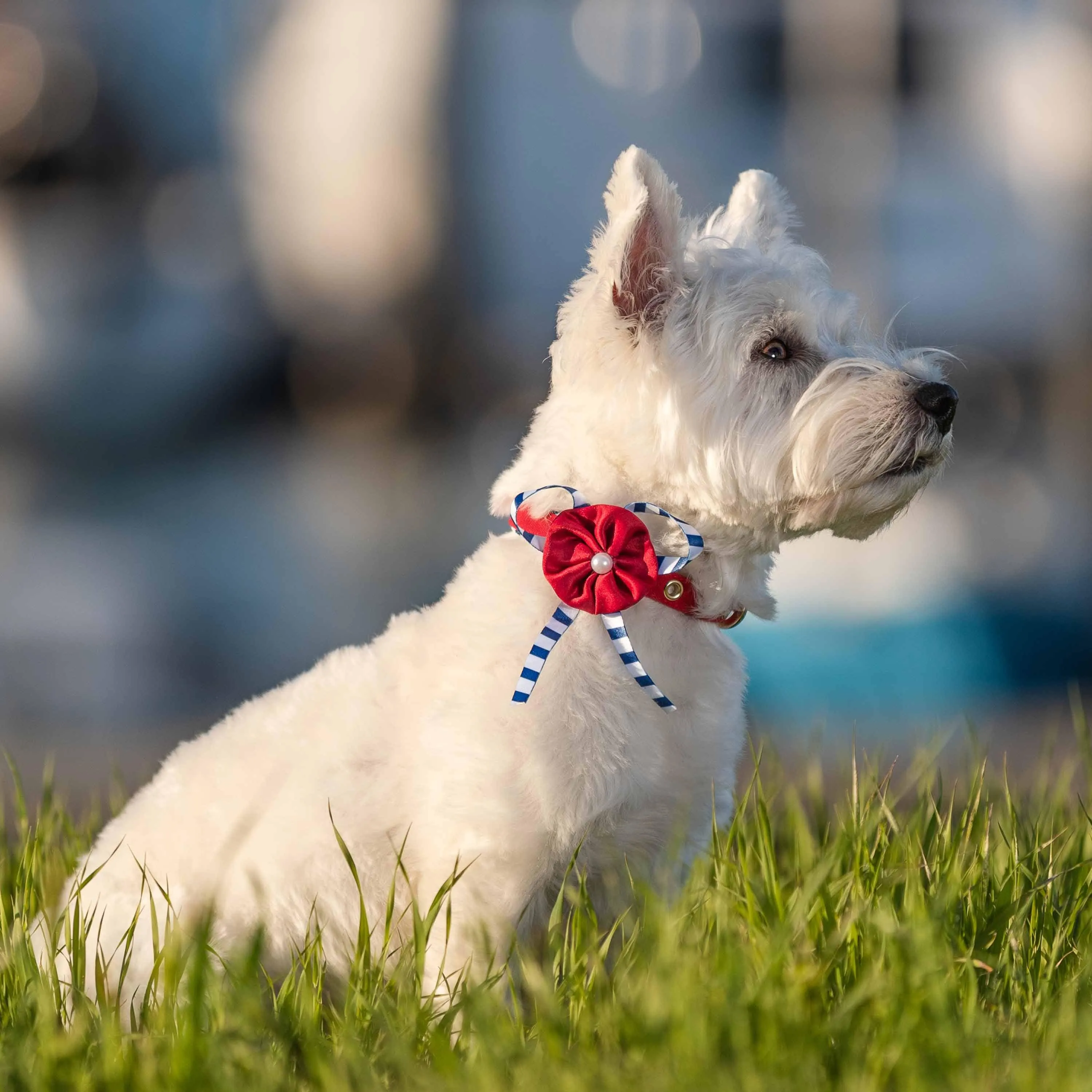 Nautical Dog Collars Summer Beach Stripe Dog Collar with Décor Bowtie Vacation Bon Voyage Collar for S M L Pets